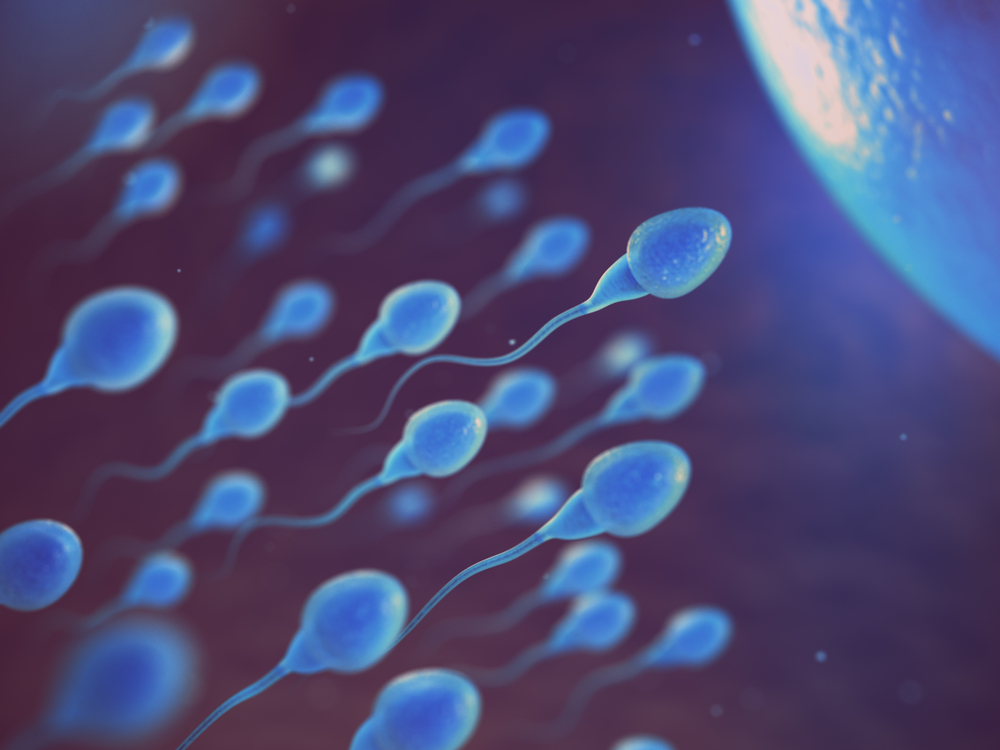 Una baja cantidad de espermatozoides no siempre condiciona la fertilidad según Harvard