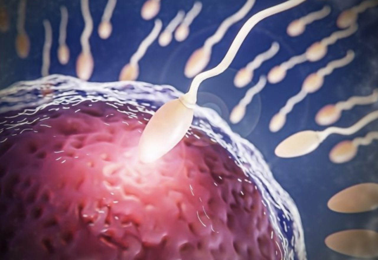 Muestran en un vídeo cómo los nanobots pueden transportar espermatozoides a un óvulo para su fecundación