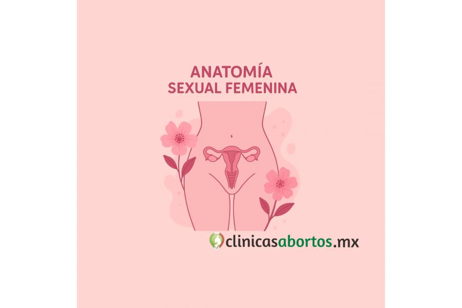 Anatomía sexual femenina: conoce las partes del cuerpo de la mujer
