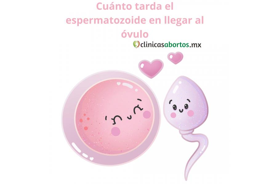 Cuánto tarda el espermatozoide en llegar al óvulo