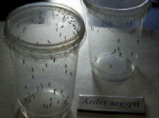 El Virus del Zika