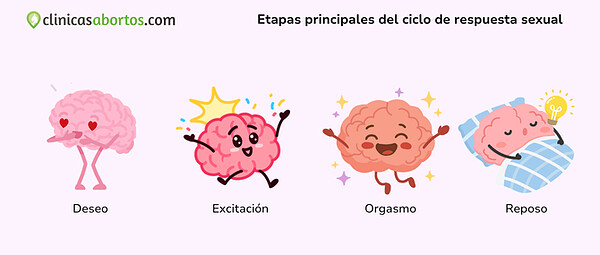 5cb9e1047f494d729c0d03812af8cd42 etapas principales del ciclo de respuesta sexual