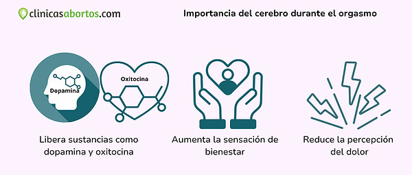 d7f522080f4849e2865bc09c0fff93d7 importancia del cerebro durante el orgasmo