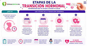 Fases del proceso hormonal