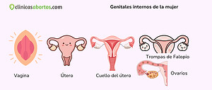 Genitales internos femeninos