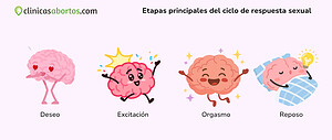 Etapas principales del ciclo de respuesta sexual