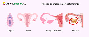Principales órganos internos femeninos