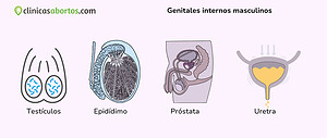 Genitales internos masculinos