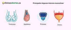 Principales órganos internos masculinos