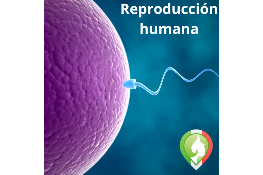 reproduccion humana