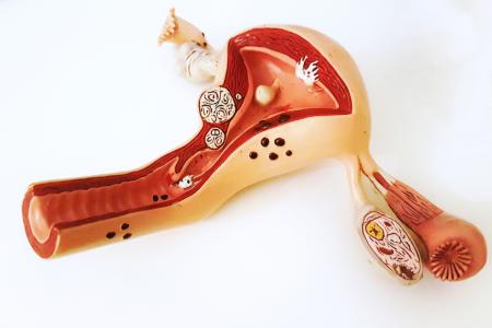 sistema reproductor femenino