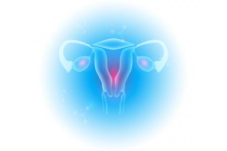utero funcion