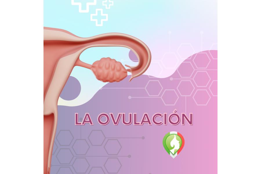 ciclo ovulatorio