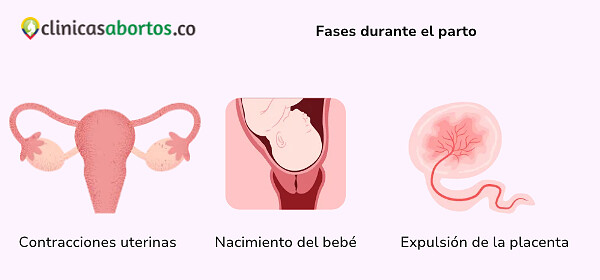 44a727ca3de948e39677dfcbe5e40830 fases durante el parto
