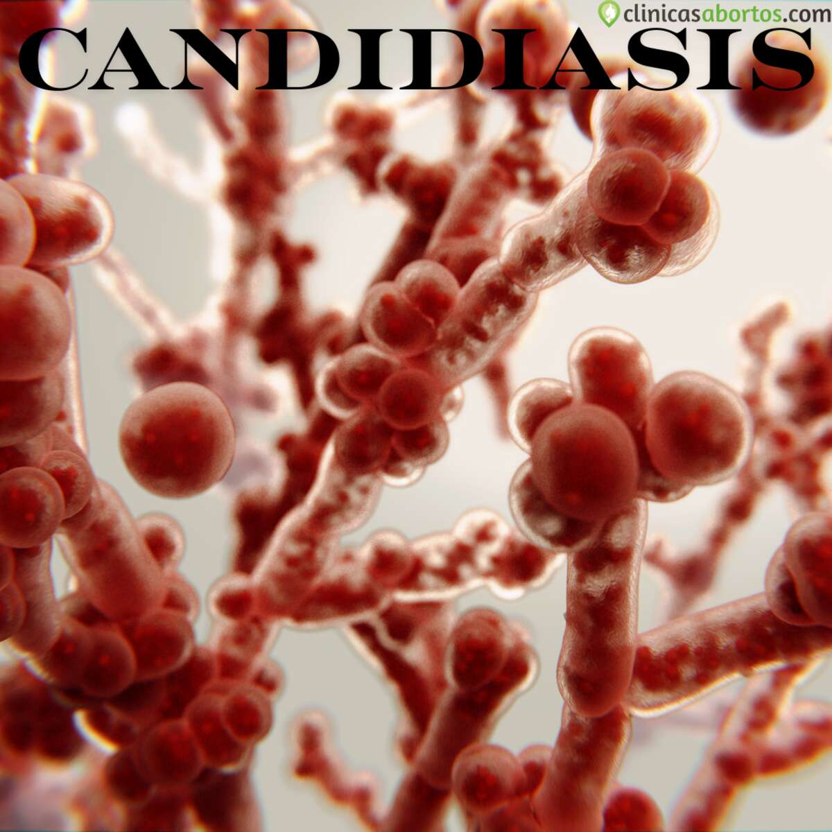 Hongo de la Candidiasis