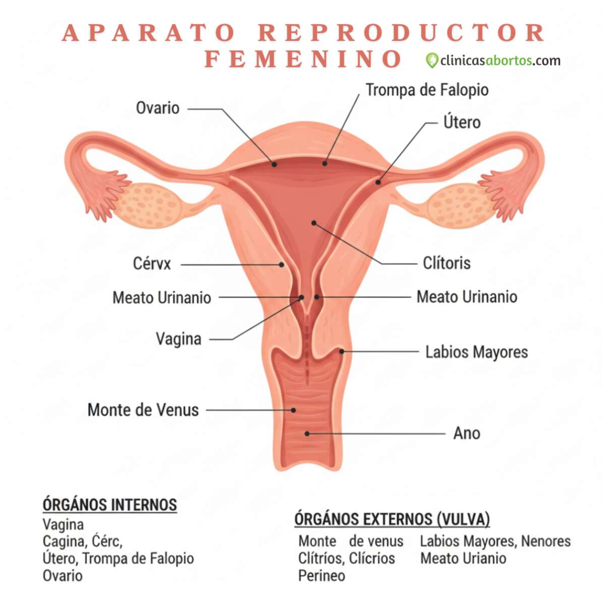 Sistema reproductor femenino
